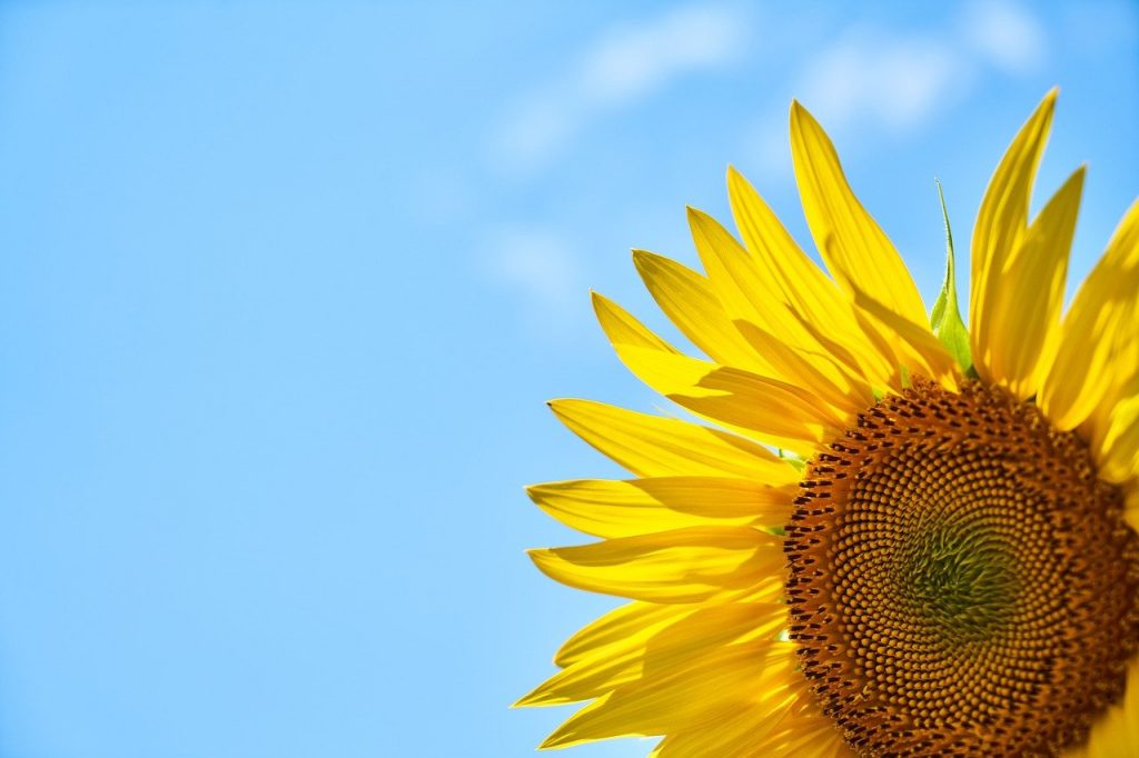 暑い　夏　Sunflower Yellow Core Blue Sky  - Engin_Akyurt / Pixabay