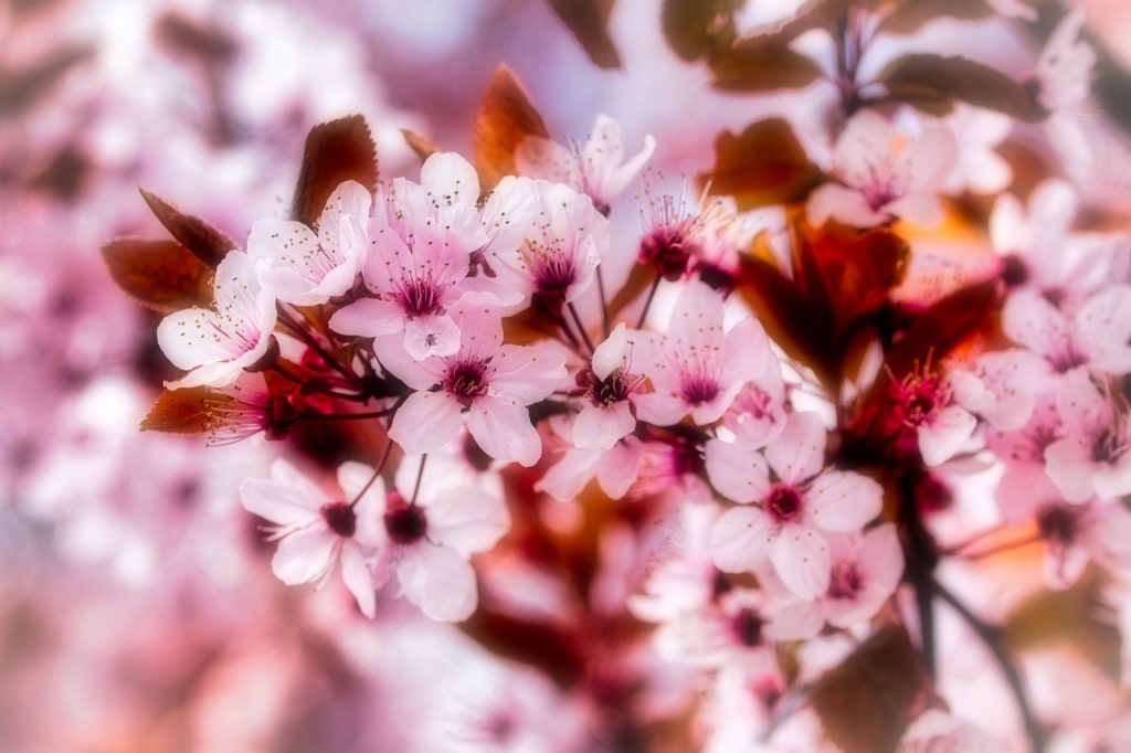 Japanese Cherry Blossoms Pink Flowers  - rainhard2 / Pixabay